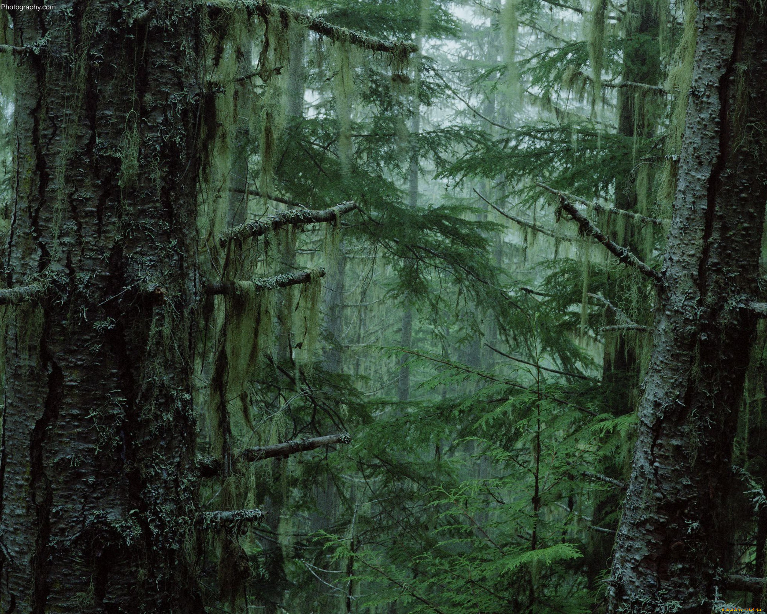 Страстны лес. Дремучий лес Карамзина. Мистический мховый лес Малайзия. Лес Триллемарка-Роллагсфьелл. Тайга Карелия хвойный лес.